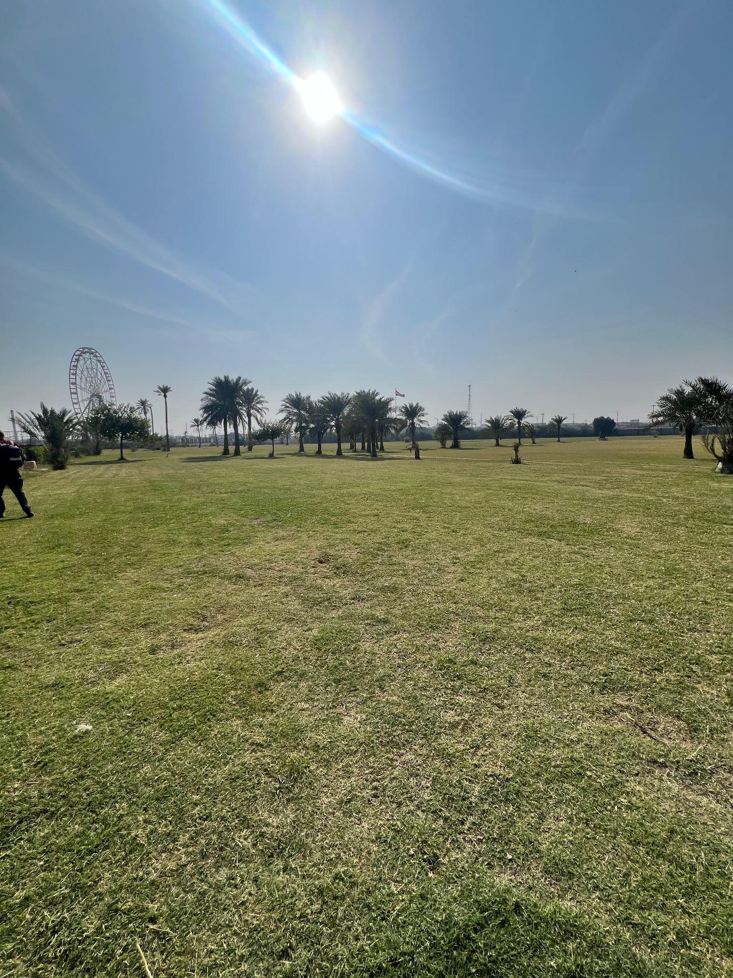 A wide view across the open lawns of the cemetery today, with mature date palms running across the middle distance and the ferris wheel of the adjoining amusement park visible at left beyond the boundary.