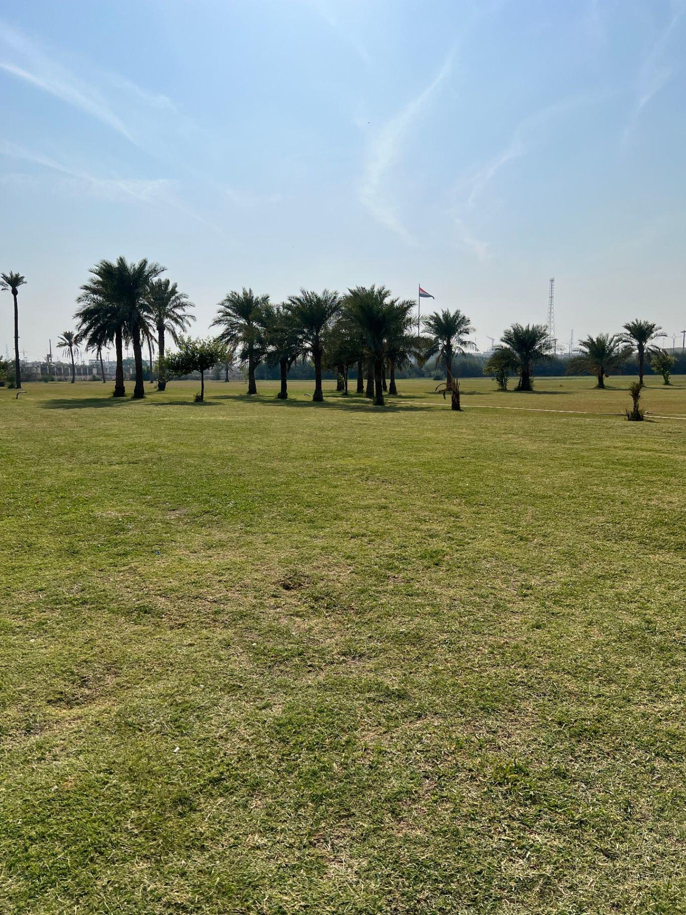 The cemetery grounds today, kept as an open park of grass and mature date palms by Mr Hasan and his family. The Iraqi flag flies in the distance.