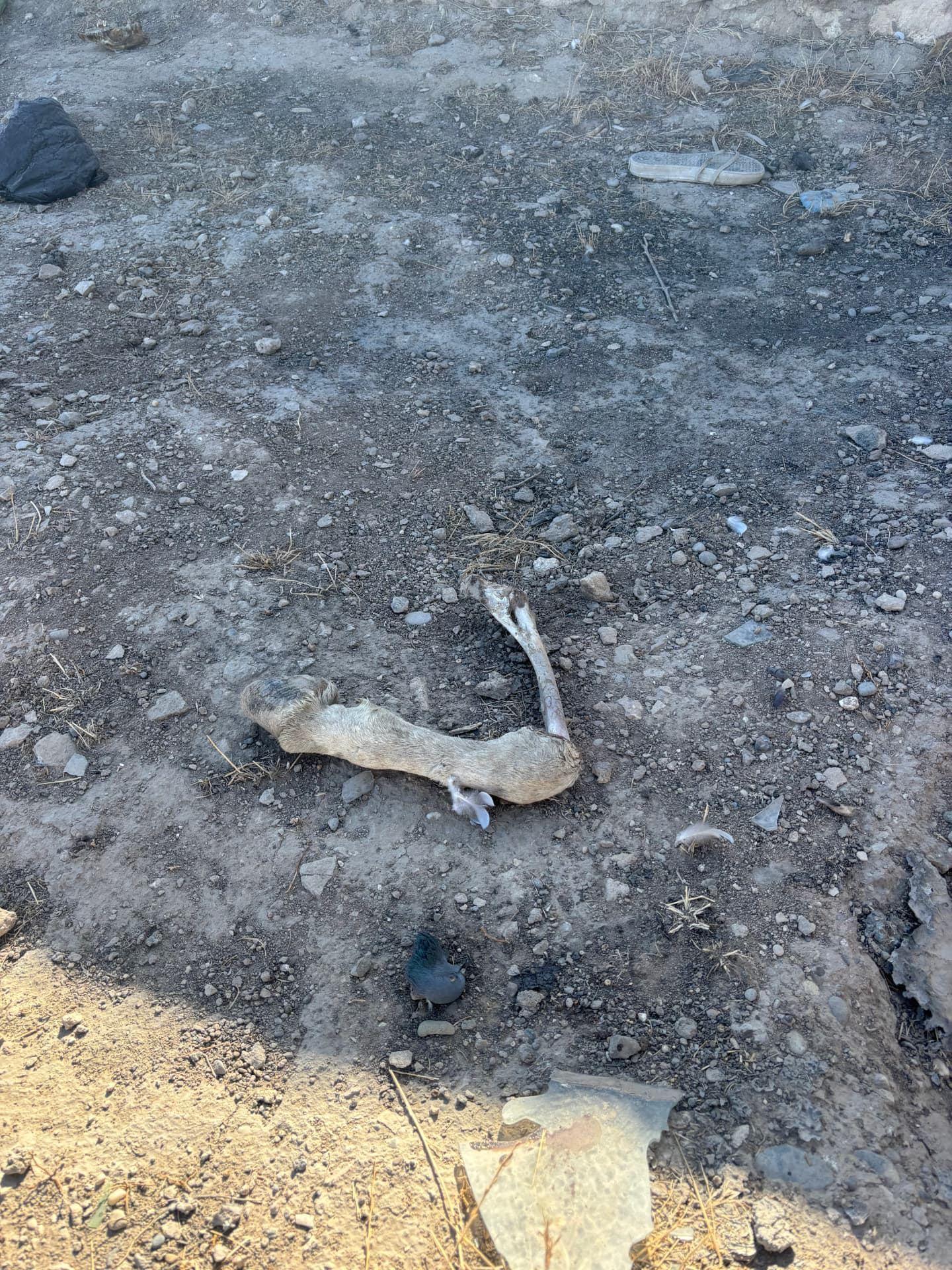 The remains of an animal on the bare, burnt ground inside the cemetery, with litter scattered around it.