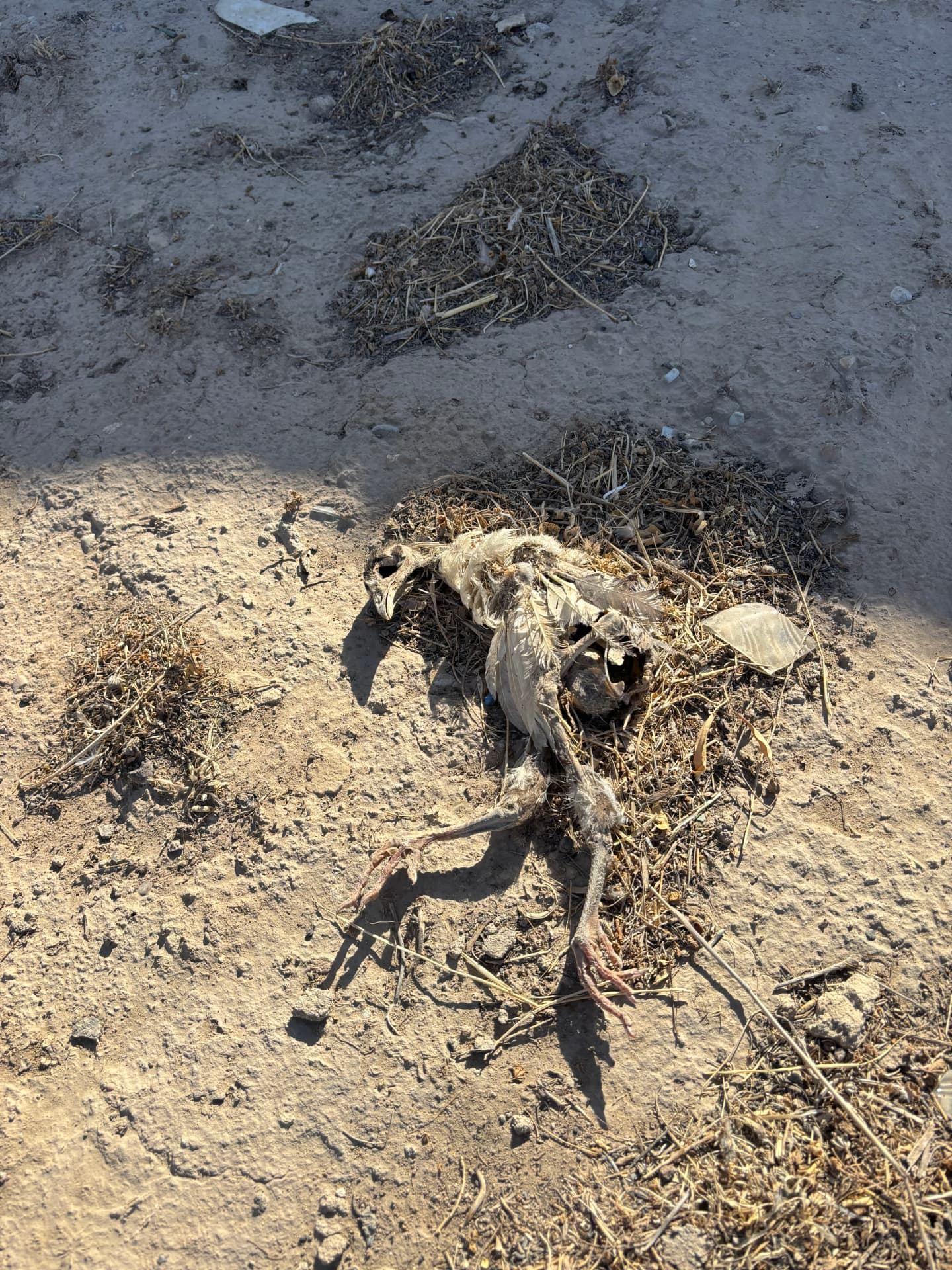 The carcass of a bird lying on the bare ground within the cemetery.