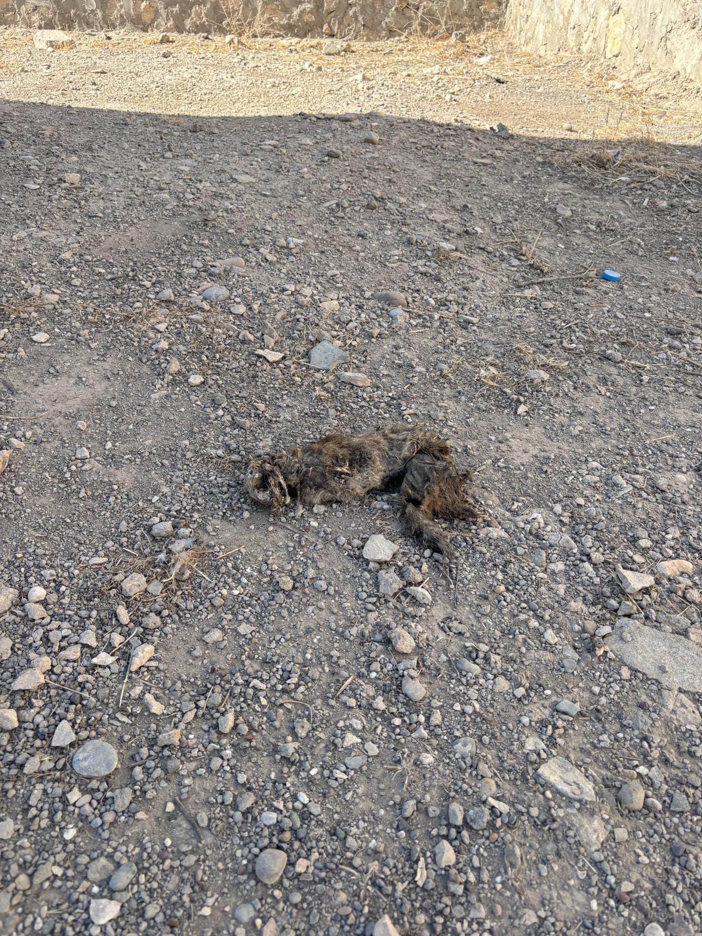 The remains of a dead animal on the gravel inside the cemetery wall, one of several found across the site.