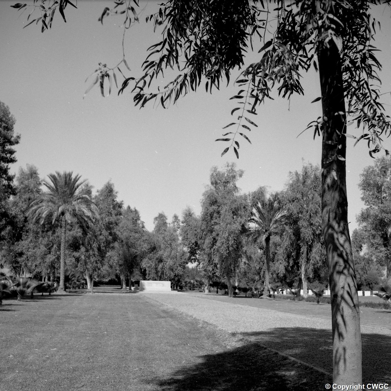 A wide view across the cemetery toward the Remembrance Stone, framed by mature trees and date palms, when the grounds were a true garden.