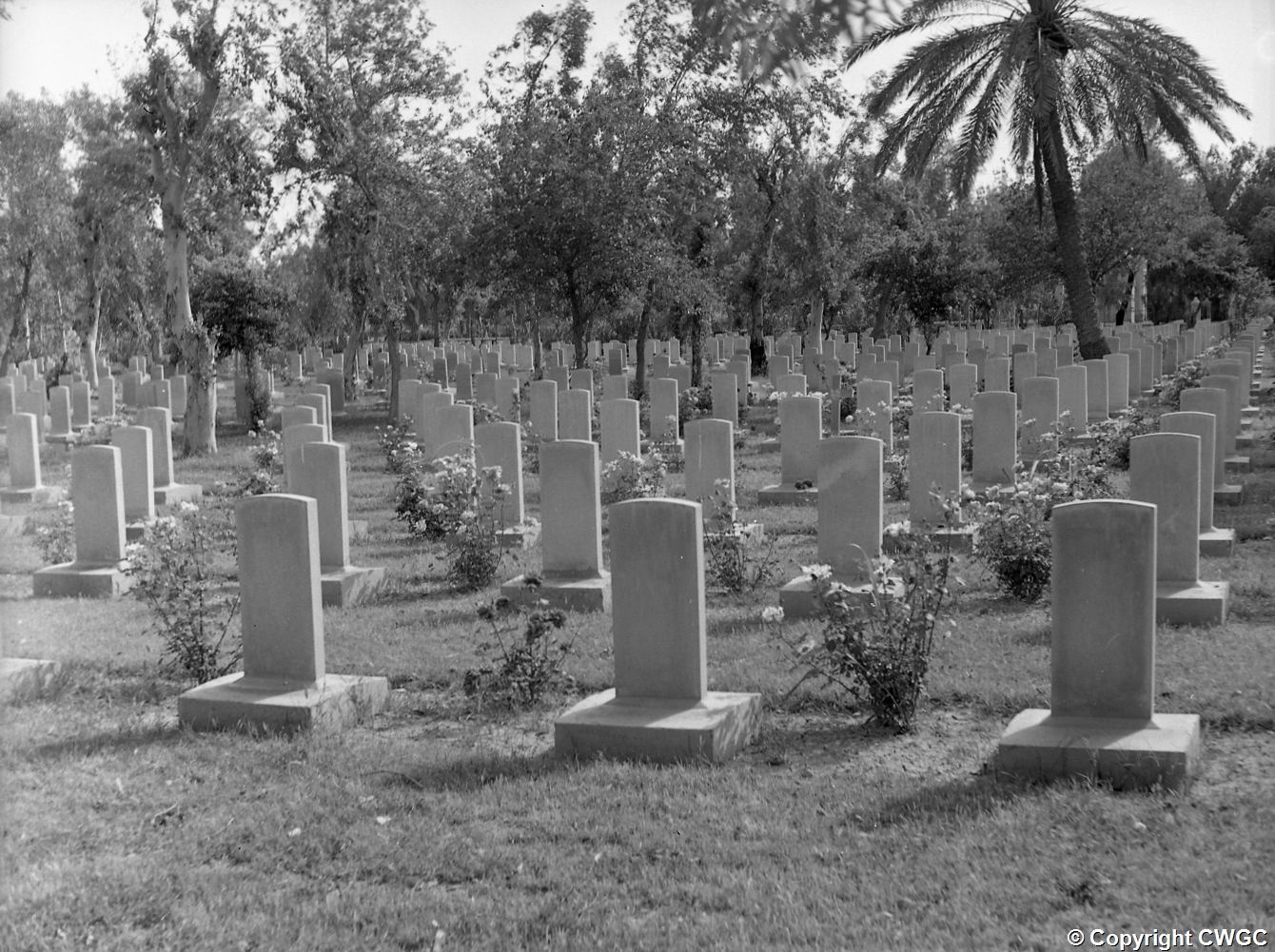 Rows of headstones set among trees and date palms, with rose bushes planted between the graves, when the cemetery was tended as a true garden. © CWGC.
